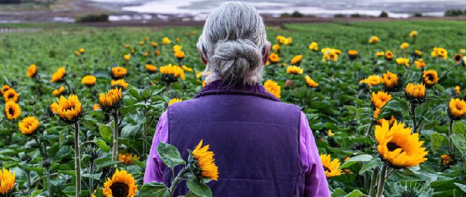 Sunphlowers