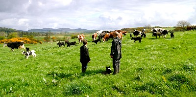 A DAIRY STORY