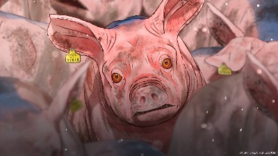 PIG THAT SURVIVED THE FOOT AND MOUTH DISEASE