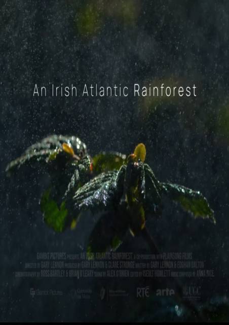 An Irish Atlantic Rainforest