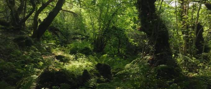 An Irish Atlantic Rainforest